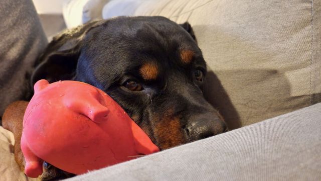 Sumo kong dog toy on sale